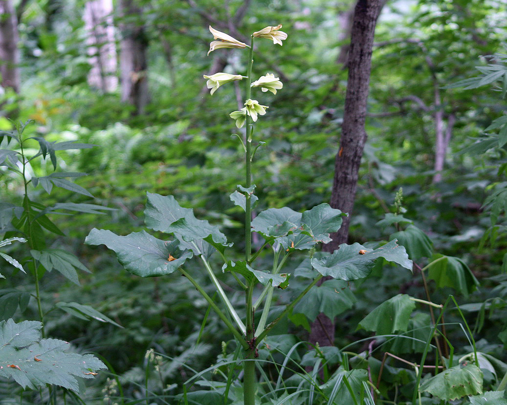 Image of Cardiocrinum cordatum specimen.