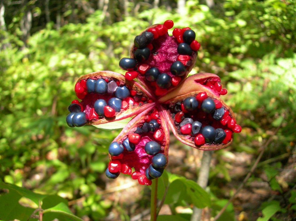 Image of Paeonia obovata specimen.