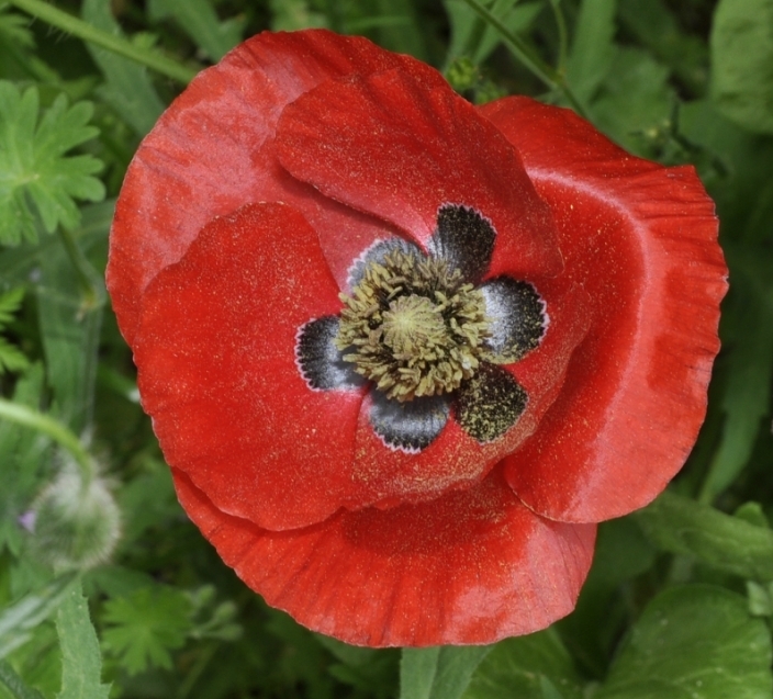 Изображение особи Papaver rhoeas.