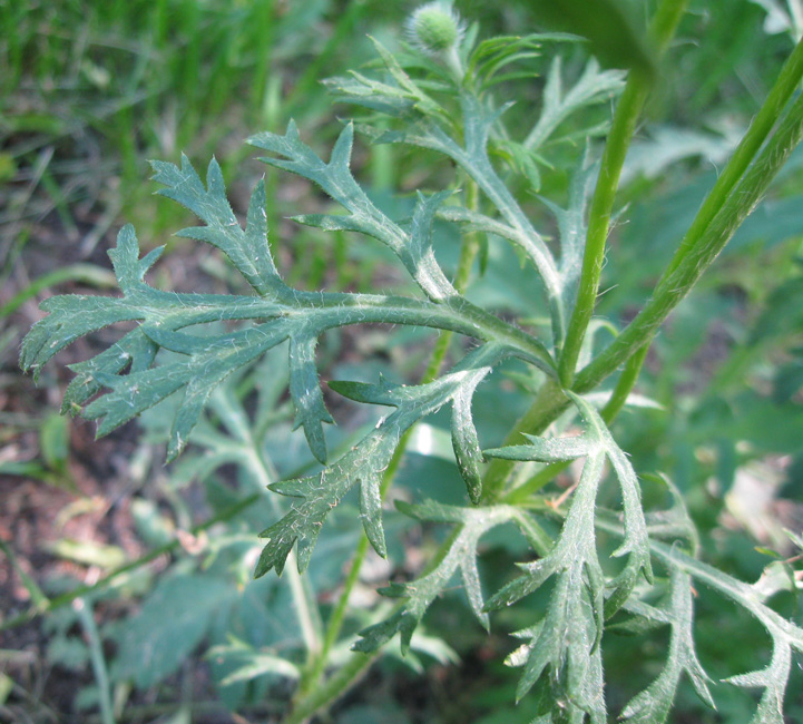 Image of Papaver hybridum specimen.