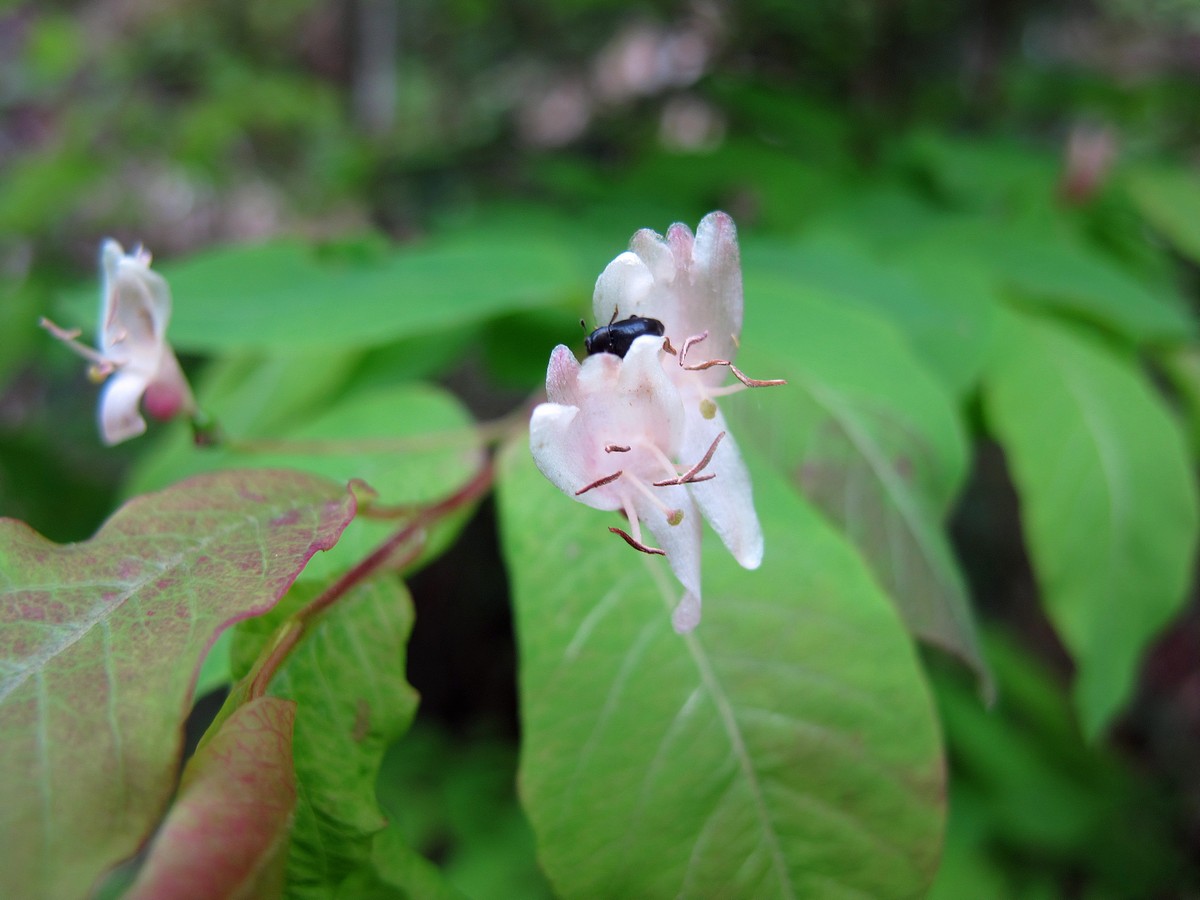 Image of Lonicera nigra specimen.