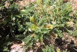 Astragalus lasiosemius