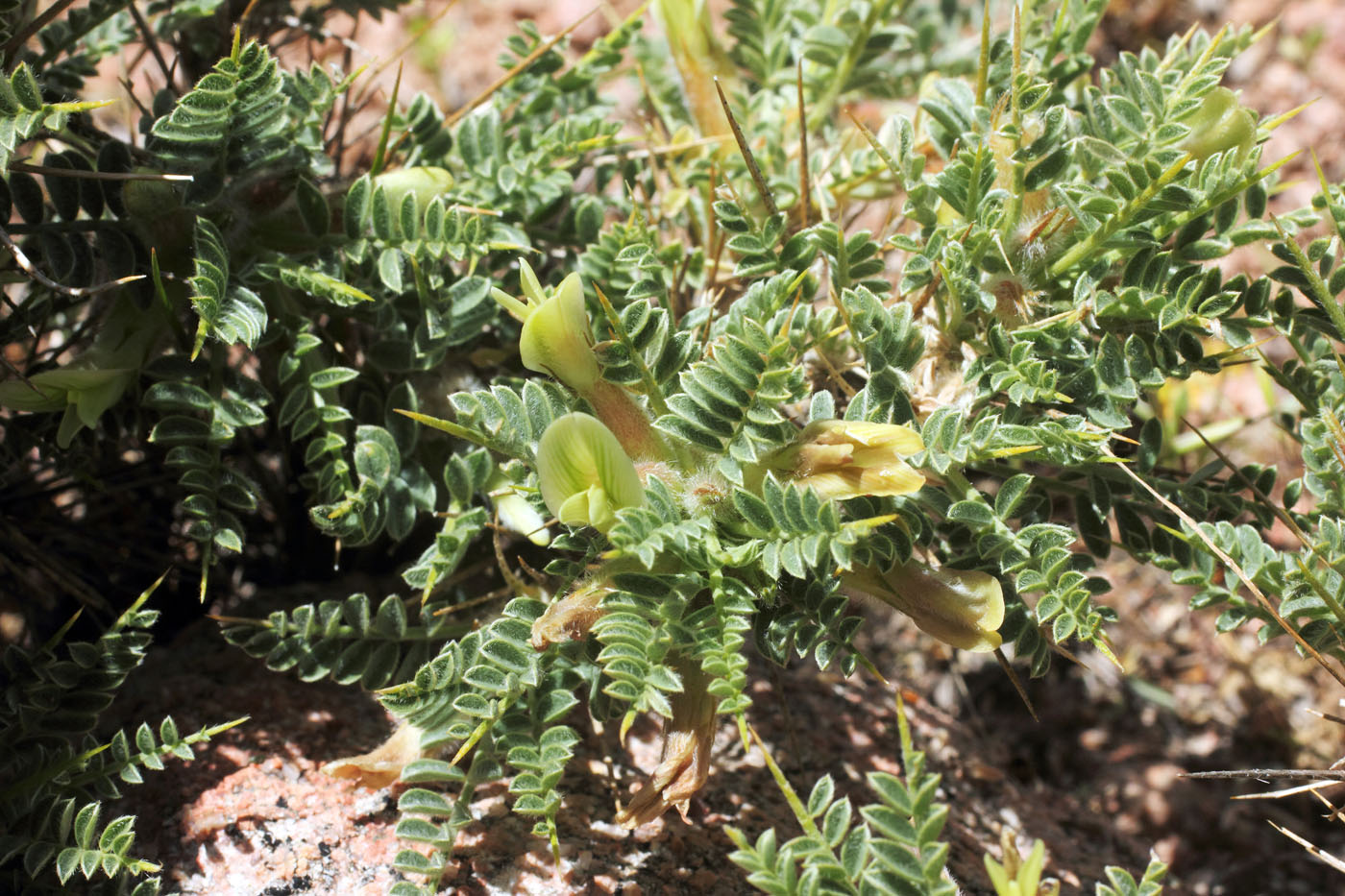 Image of Astragalus lasiosemius specimen.