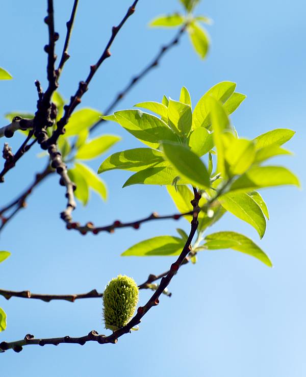 Image of Salix caprea specimen.