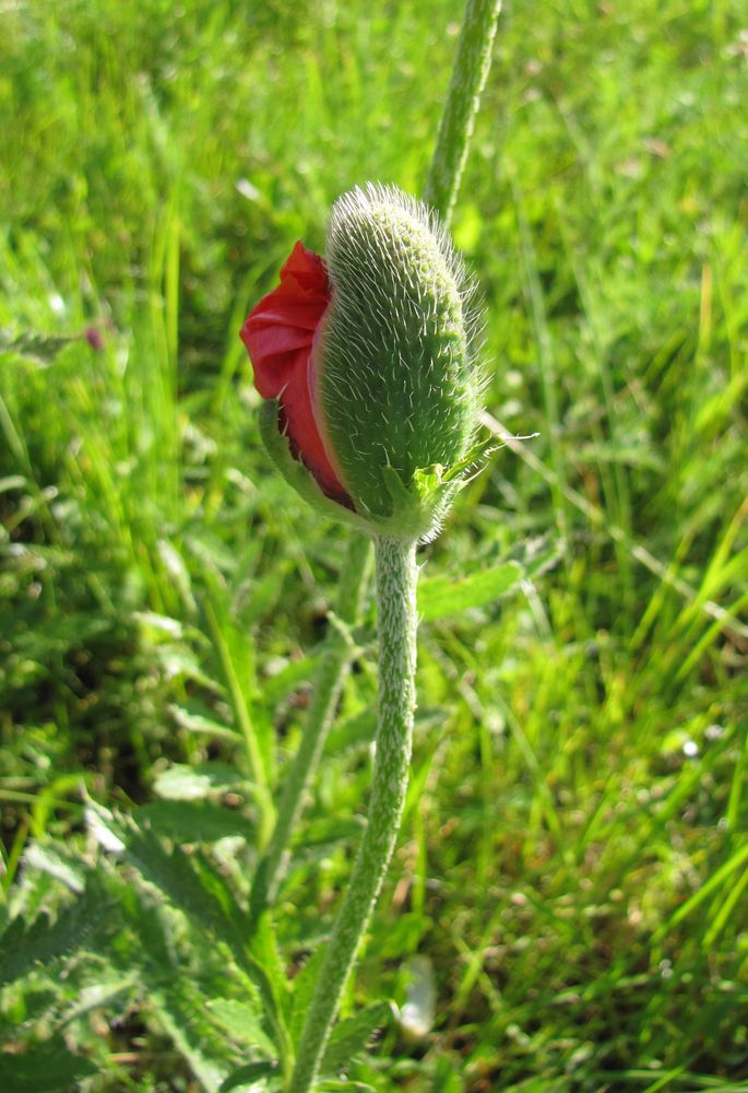 Image of Papaver setiferum specimen.