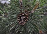 Pinus pallasiana