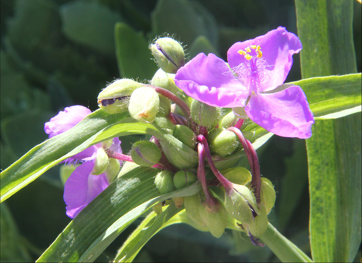 Изображение особи Tradescantia virginiana.