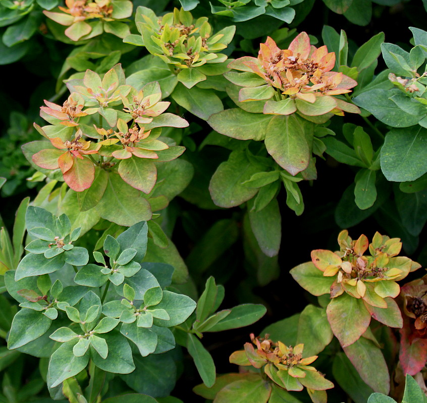 Изображение особи Euphorbia epithymoides.