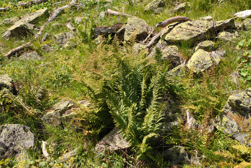 Image of Dryopteris oreades specimen.