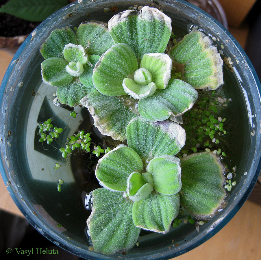 Image of Pistia stratiotes specimen.