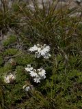 Euphrasia petiolaris