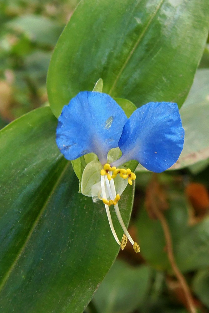 Изображение особи Commelina communis.