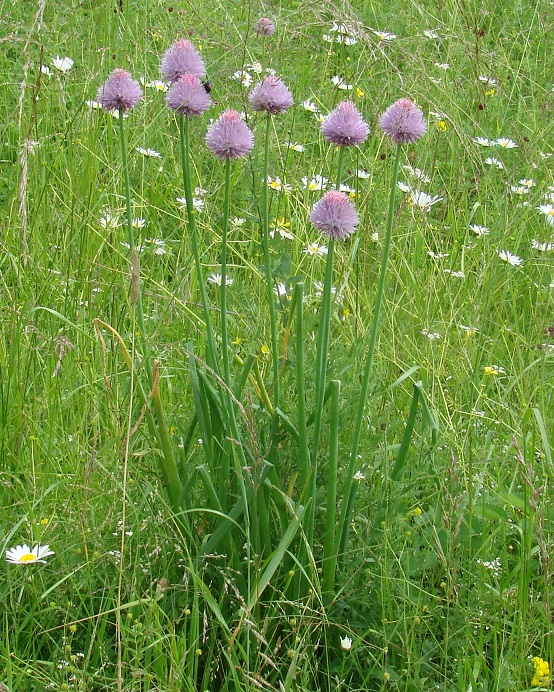 Изображение особи Allium schoenoprasum.