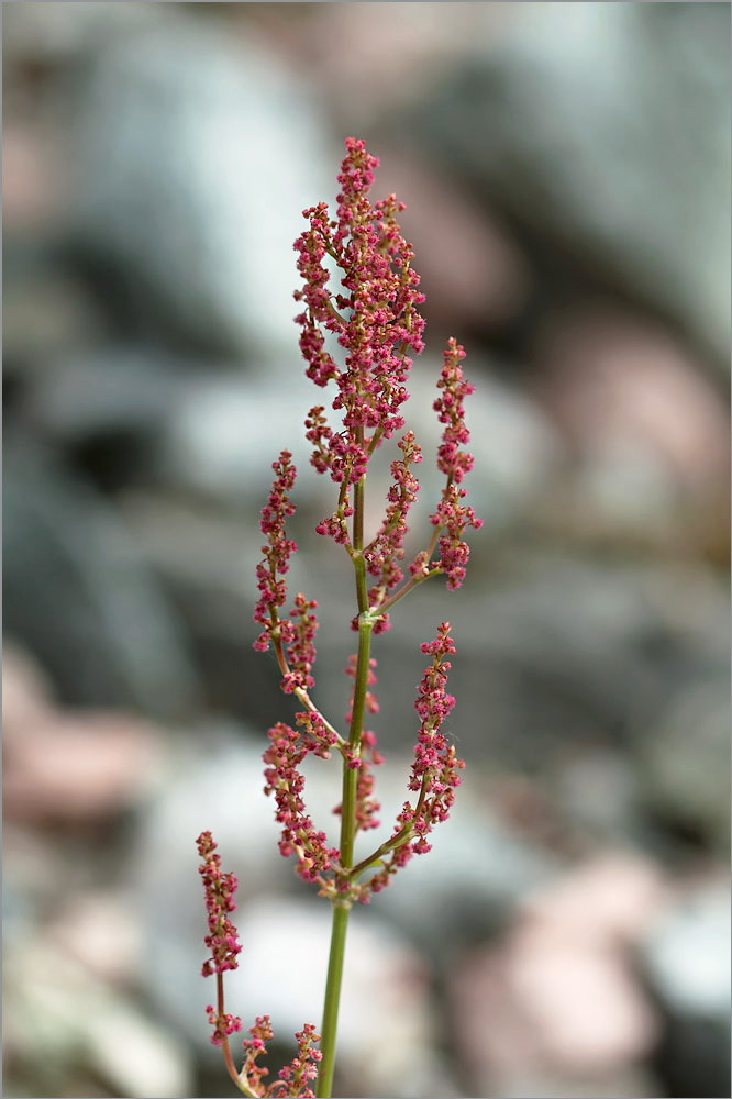 Изображение особи Rumex thyrsiflorus.