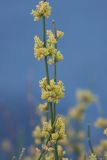 Ephedra distachya