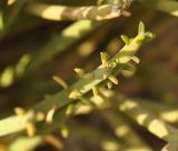 Euphorbia schimperi. Верхушка побега. Сокотра, лагуна Детвах. 03.01.2014.