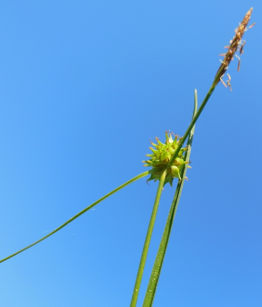 Изображение особи Carex lepidocarpa.