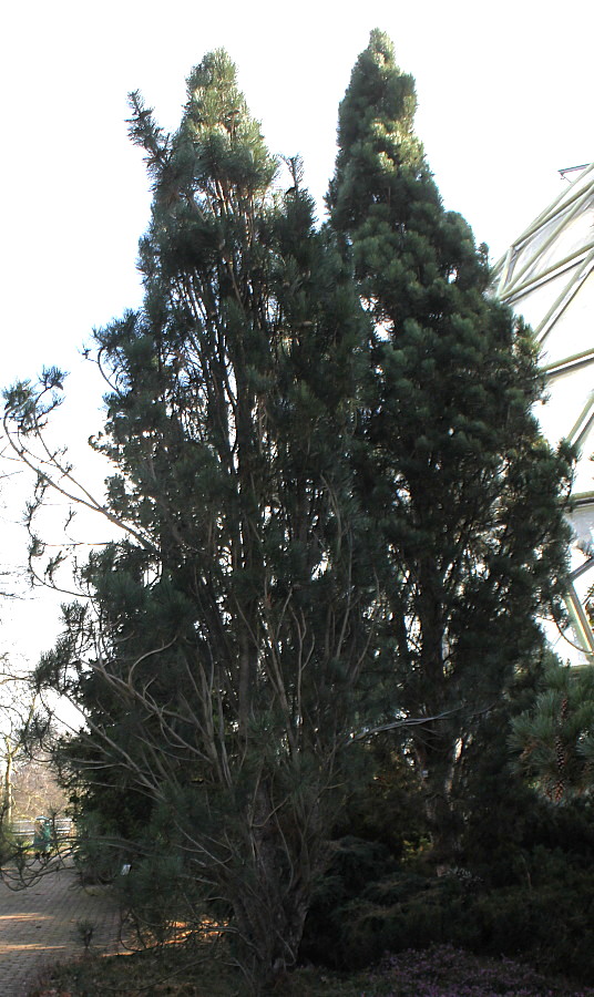 Image of Pinus nigra specimen.