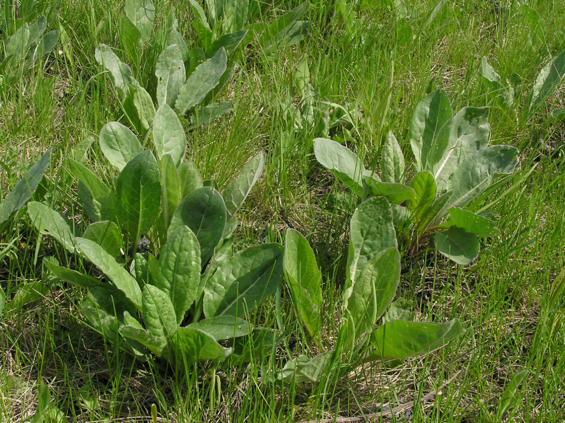 Image of Senecio paucifolius specimen.