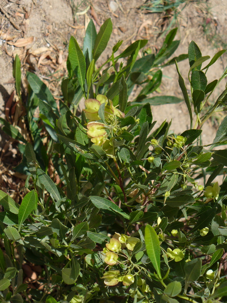 Изображение особи Dodonaea viscosa.