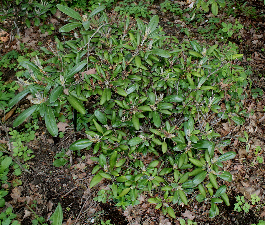 Image of Rhododendron yakushimanum specimen.