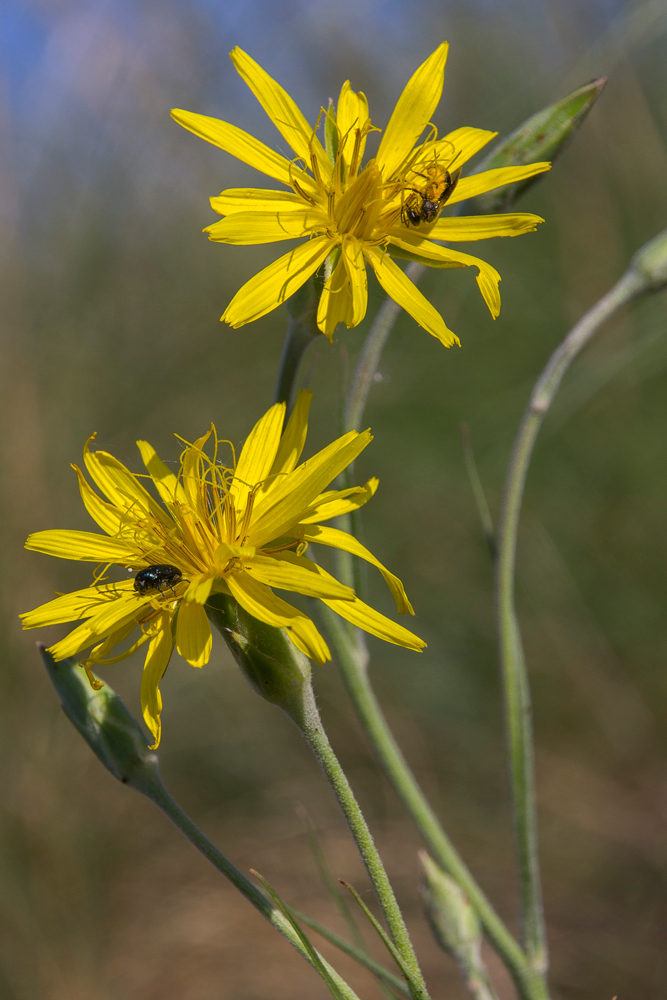 Image of Scorzonera stricta specimen.