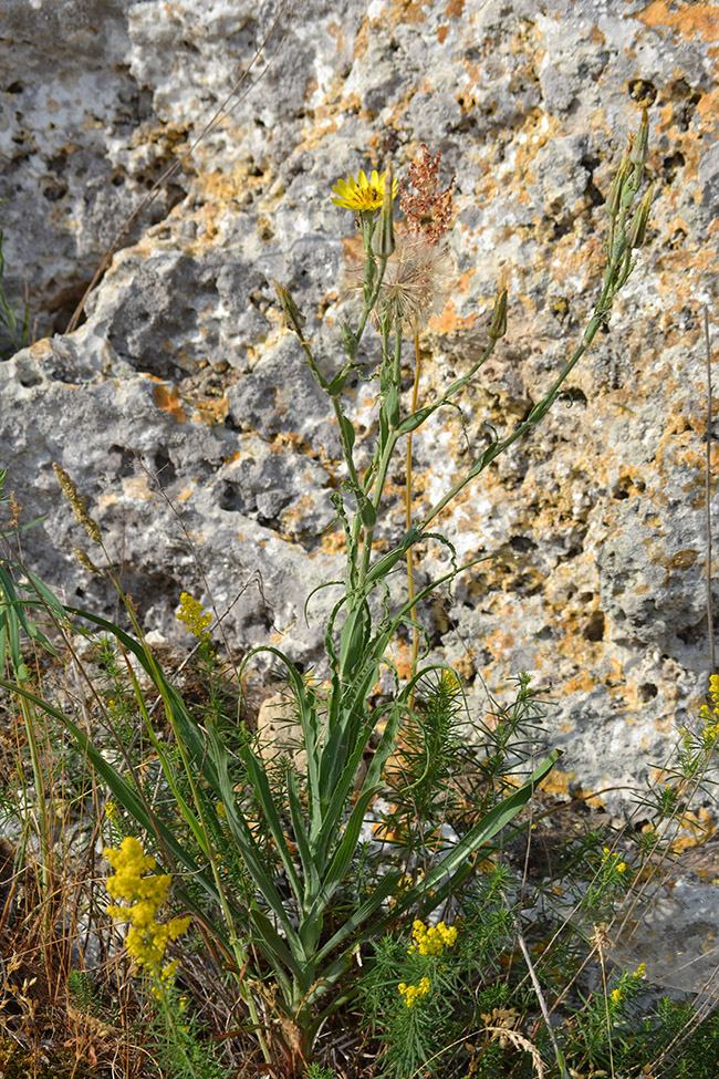 Изображение особи Tragopogon dasyrhynchus.