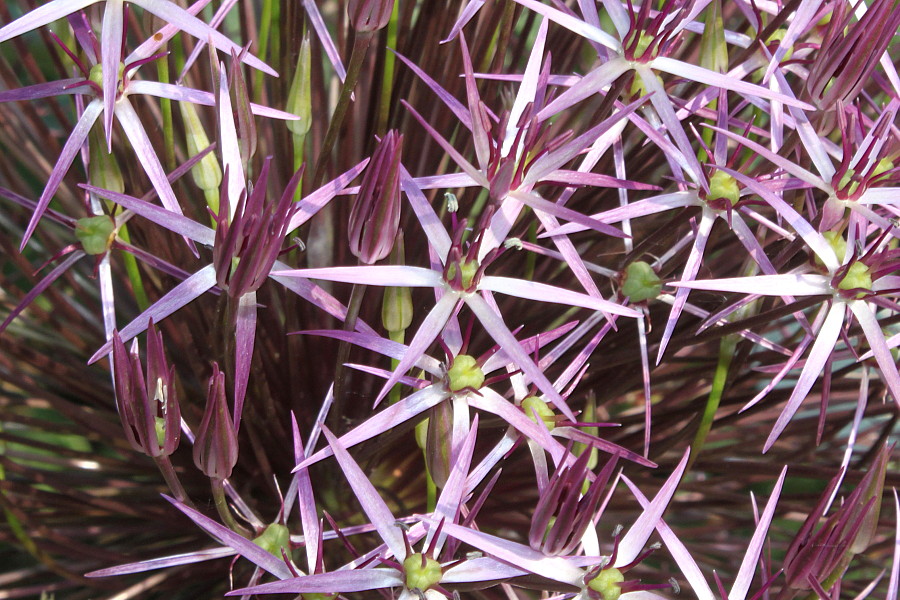 Image of Allium cristophii specimen.