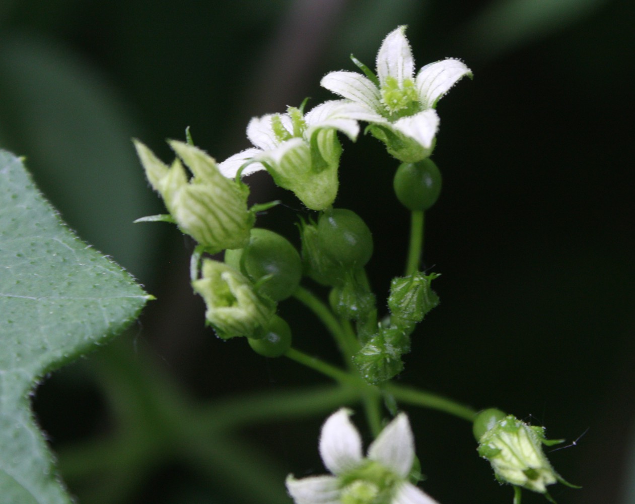 Image of Bryonia dioica specimen.