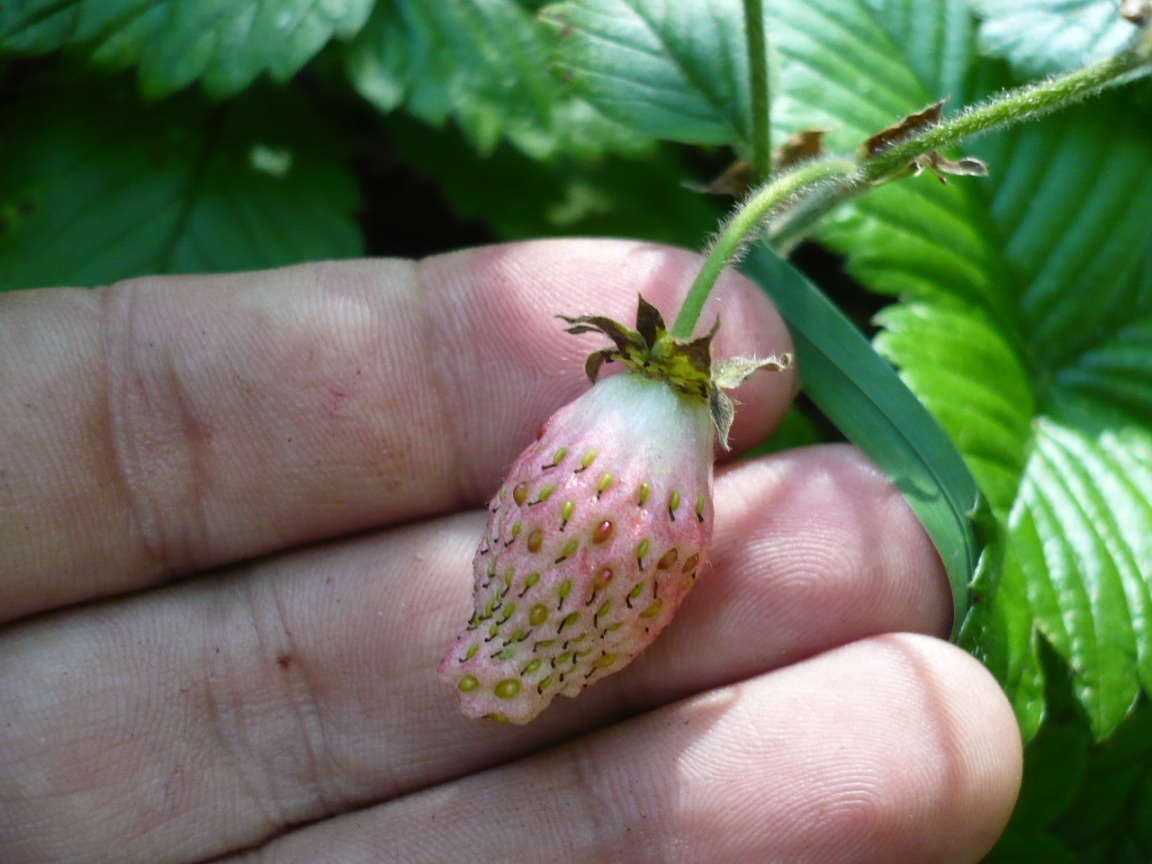 Image of Fragaria moschata specimen.