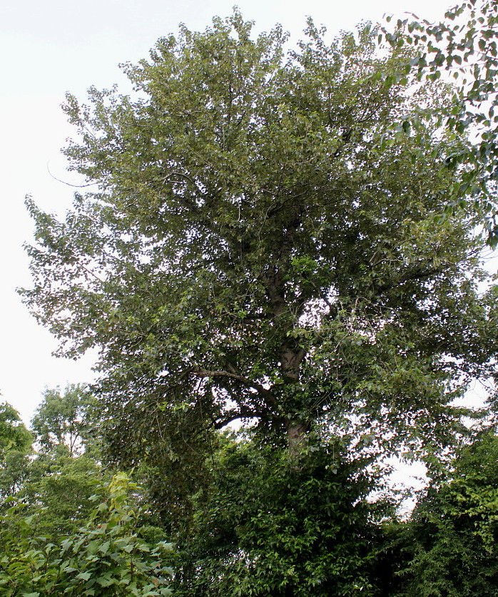 Image of genus Populus specimen.