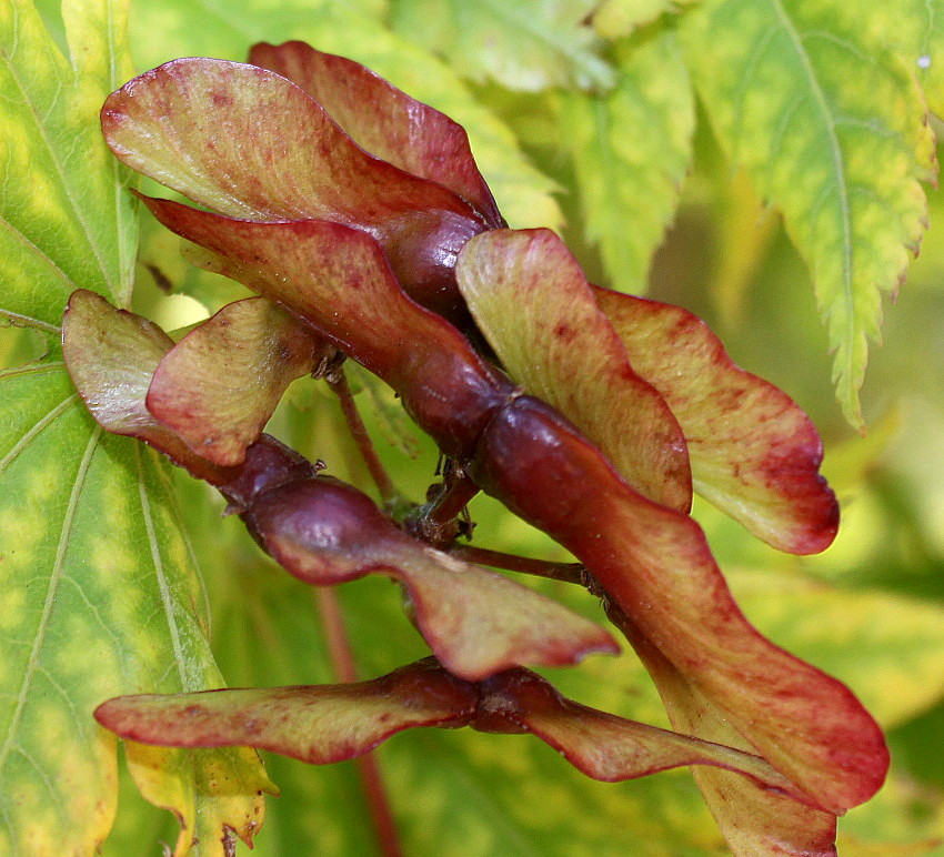 Image of Acer japonicum specimen.