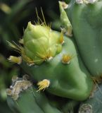 род Opuntia
