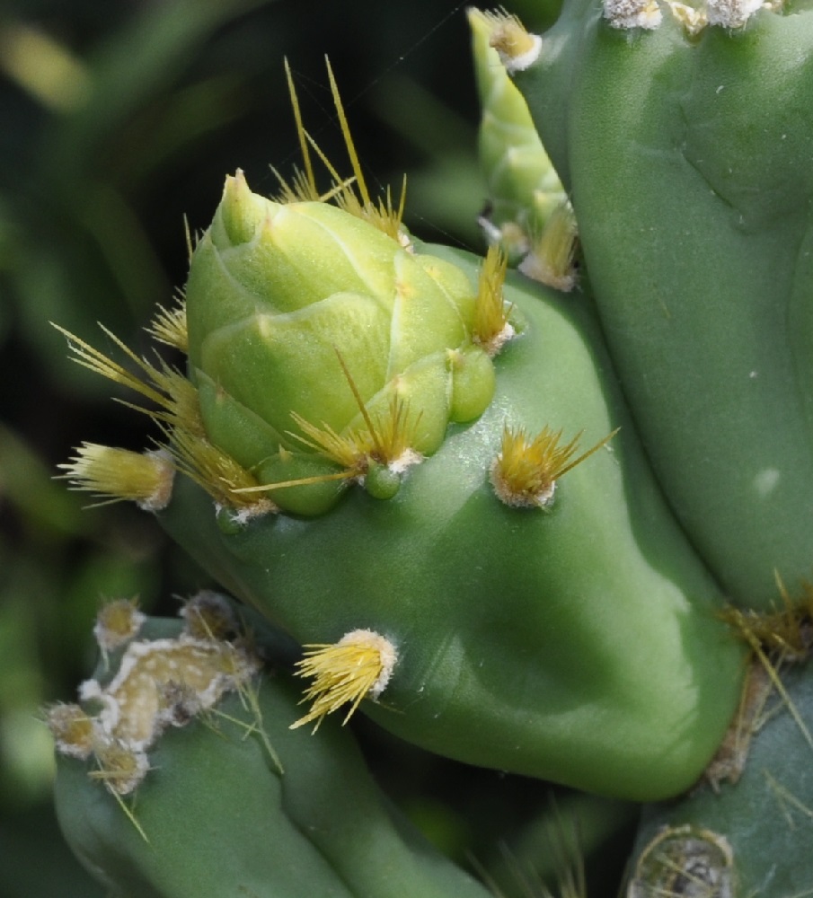 Image of genus Opuntia specimen.