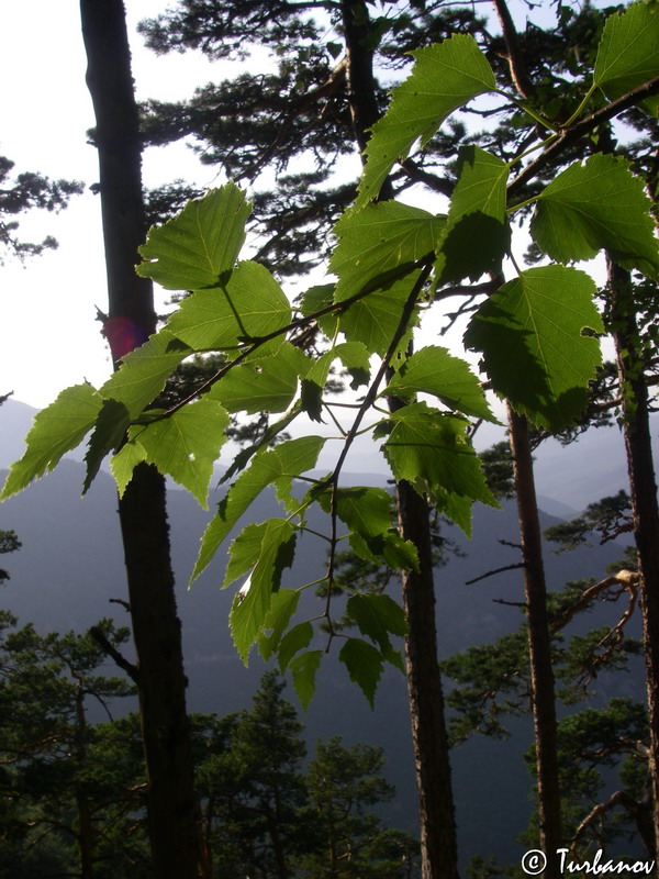 Image of Betula pendula specimen.