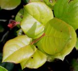Gaultheria shallon. Молодые листья. Германия, г. Дюссельдорф, Ботанический сад университета. 05.09.2014.