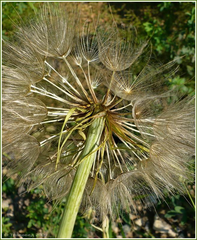 Image of Tragopogon dubius ssp. major specimen.