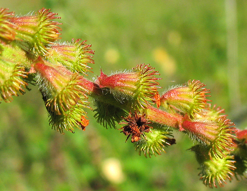 Image of Agrimonia asiatica specimen.