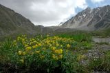 Thermopsis alpina. Цветущее растение на субальпийском лугу. Тянь-Шань, хр. Илейский (Заилийский) Алатау, Большое Алмаатинское ущ., Космостанция, 3000 м н.у.м. 12.06.2008.