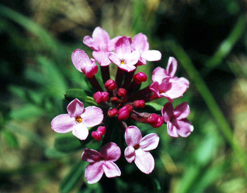 Image of Daphne cneorum specimen.