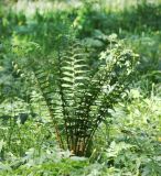 Dryopteris filix-mas. Растение в смешанном лесу. Подмосковье, Одинцовский р-н, окр. г. Кубинка, лес. 22.05.2014.