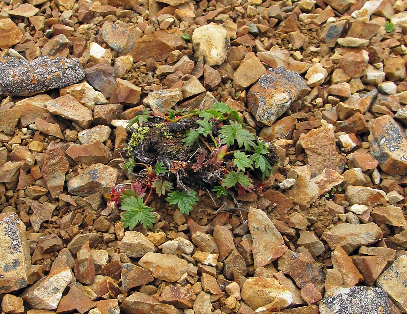 Изображение особи Potentilla beringii.