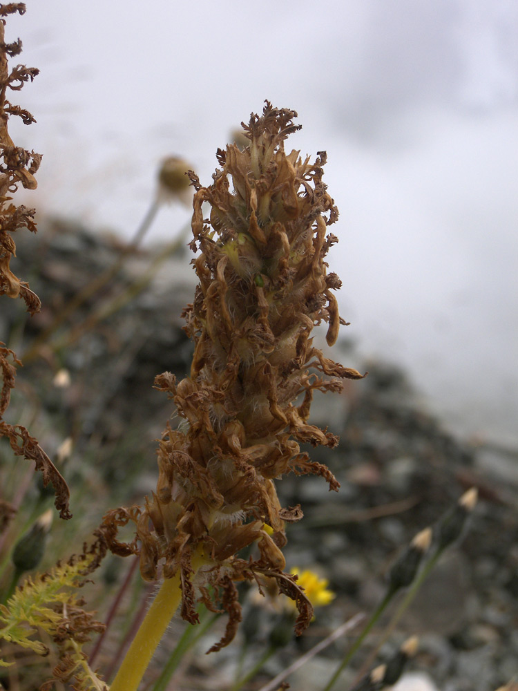 Image of Pedicularis condensata specimen.