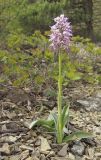 Orchis simia. Цветущее растение. Краснодарский край, м/о Анапа, окр. пос. Бол. Утриш, можжевеловое редколесье. 12.04.2015.