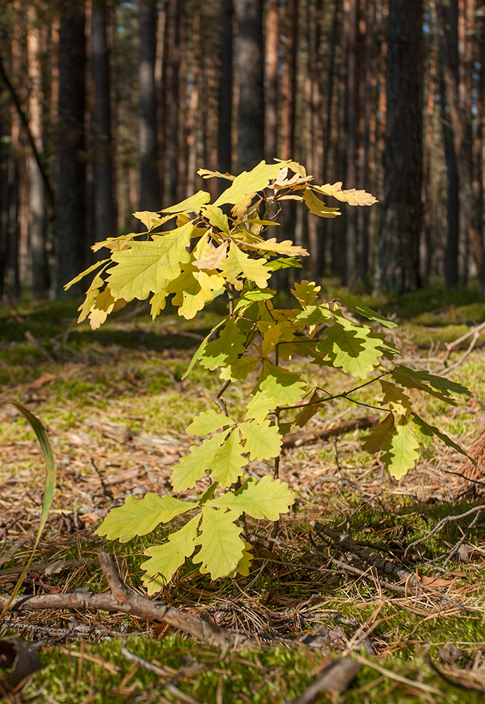 Image of Quercus robur specimen.