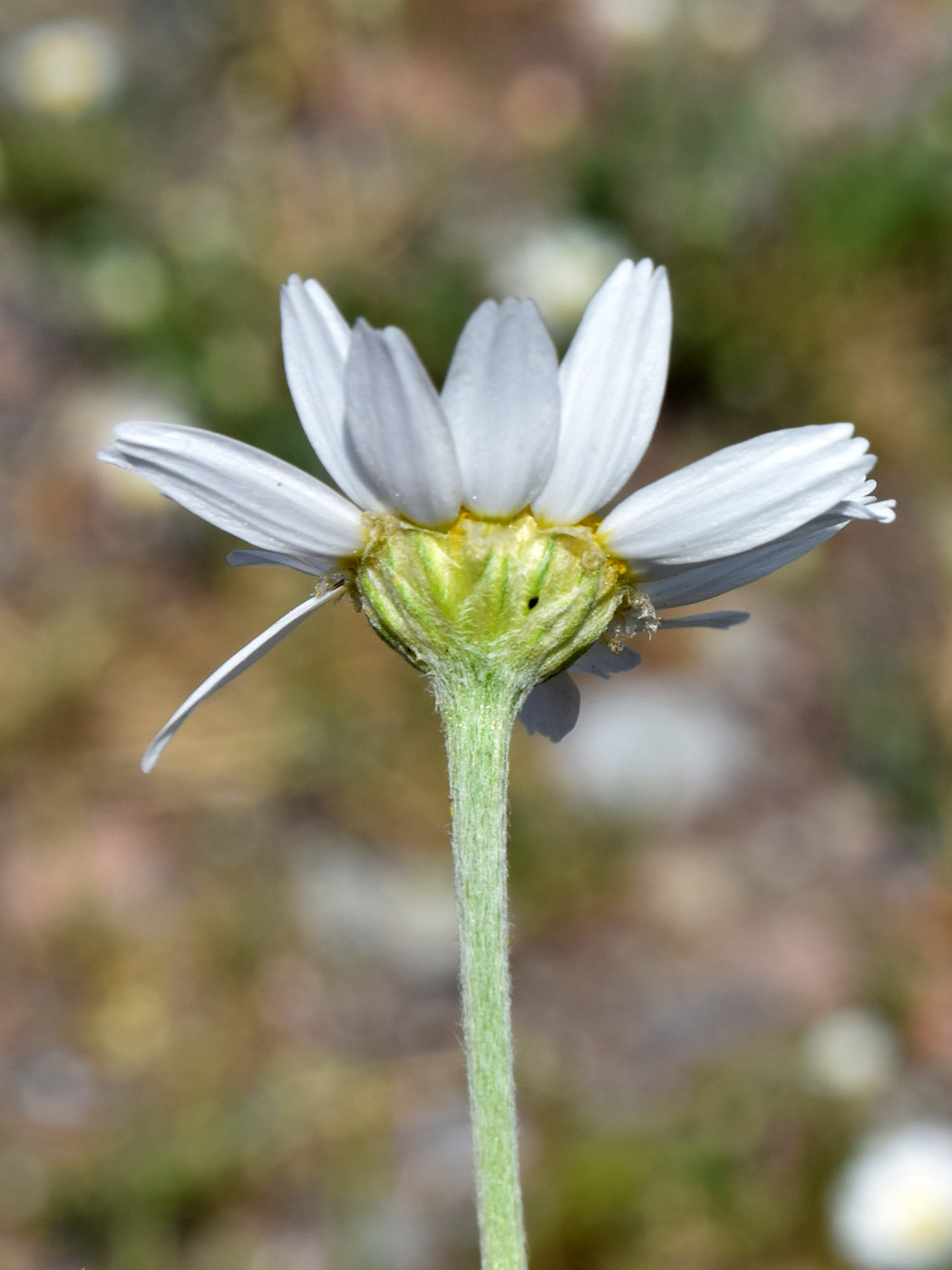 Image of Anthemis ruthenica specimen.