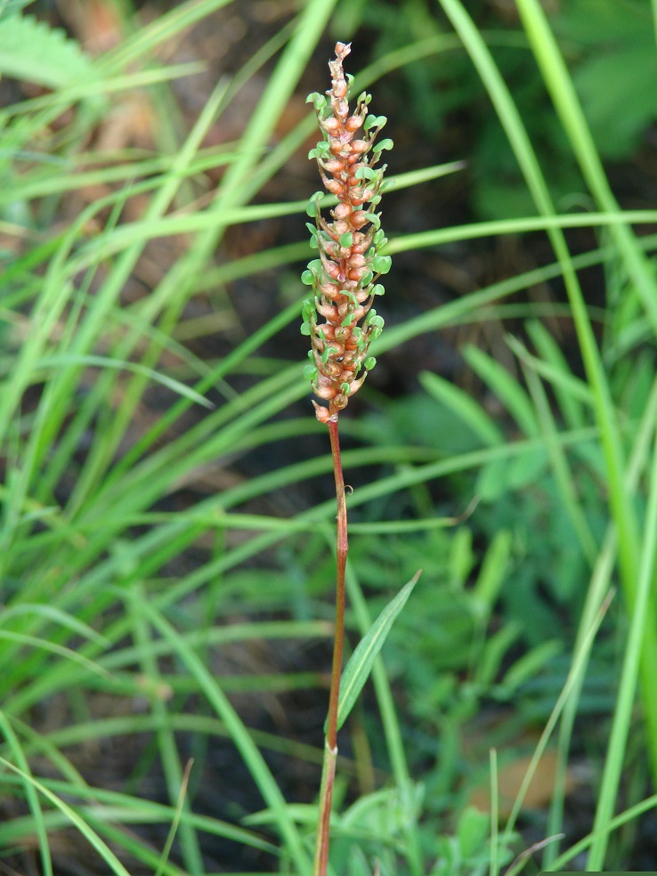 Image of Bistorta vivipara specimen.