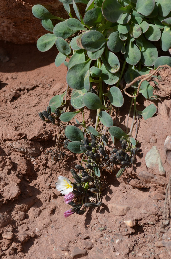 Image of Crepis lactea specimen.