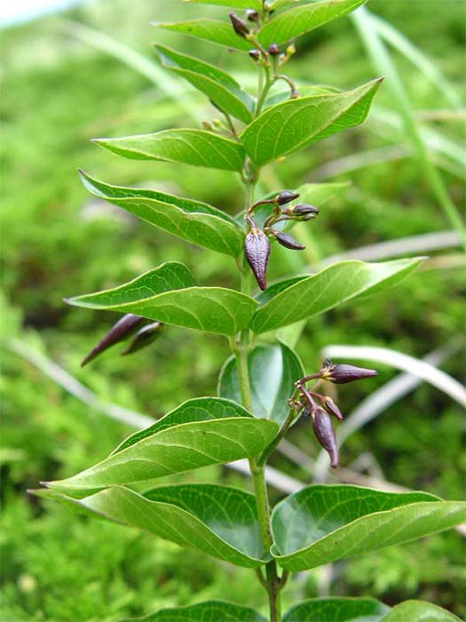 Image of Vincetoxicum schmalhausenii specimen.