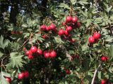 Crataegus ambigua